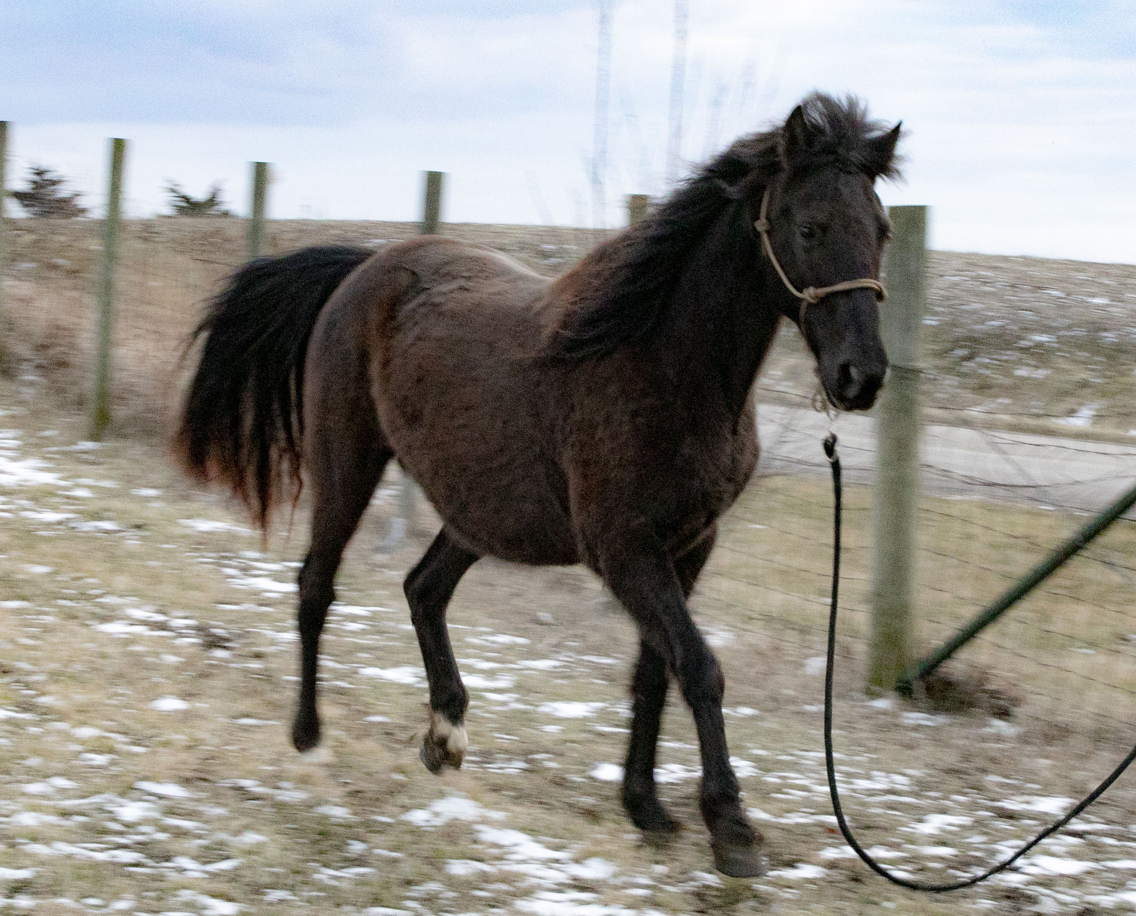 just-call-me-a-horse-trader-freedom-reins